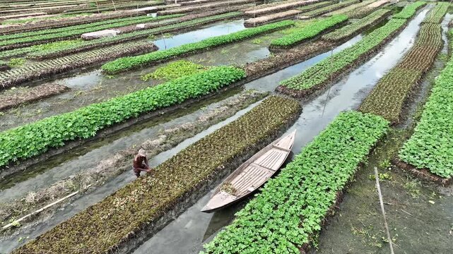 Aerial view of a farmer tending to the floating gardens, with a boat navigating through the waterways, creating a vibrant scene, Pirojpur Pourashava, Bangladesh.
