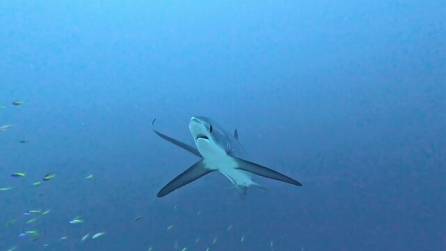 Majestic Thresher Shark Cruising Through Open Blue Water