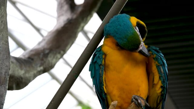 yellow and blue parrot colorful macaw parrot face in the forest. beautiful macaw bird face closeup resting in the forest. blue and yellow macaw closeup