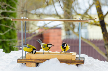 Three great tits eating together in a wooden bird feeder on snow. © Nekrasov