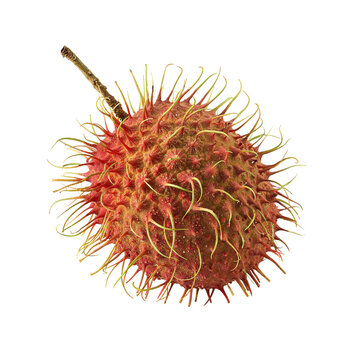 Spiky Seed Pod &ndash; Reddish-Brown Textured Fruit with Green Protrusions for Nature Studies and Botanical Illustrations