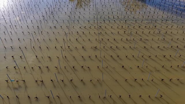 Aerial view of Bordeaux Vineyards flooded, countless vertical lines cast shadows on the water's surface, creating a rhythmic pattern of light and dark, Rions, France.