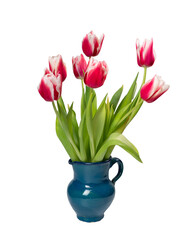 Fototapeta premium A vibrant bouquet of red-and-white tulips in a glossy teal ceramic jug against a clean white background. A bouquet of tulips in blue vase isolated.
