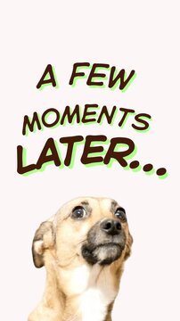 A few moments later meme animation with funny dog with scared eyes | text label | vertical 4k clip