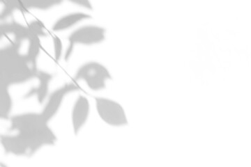 Fototapeta premium shadow overlay effect of natural tree leaves shadow over on white wall background,realistic summer sunlight abstract shadow overlay,branch and leaves shadow