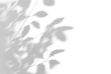 shadow overlay effect of natural tree leaves shadow over on white wall background,realistic summer sunlight abstract shadow overlay,branch and leaves shadow © ZMC-Studio