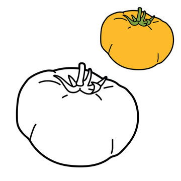 Yellow whole omato, shown as coloured and black outline versions. Coloring and colouring page style vector illustration isolated on light background.
