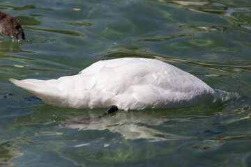 Obraz premium White swan rests peacefully in calm green water. Gentle ripples surround its sleek feathers. Perfect for nature, wildlife, or tranquil background themes