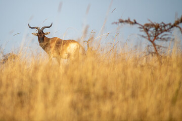 Swayne's hartebeest © tomjunek.com