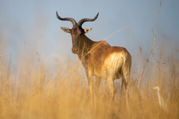 Swayne's hartebeest © tomjunek.com