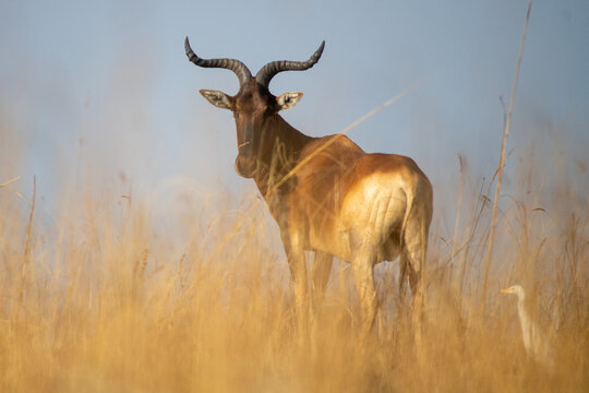 Swayne's hartebeest