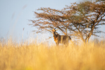 Swayne's hartebeest © tomjunek.com