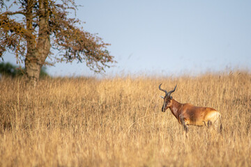 Swayne's hartebeest © tomjunek.com