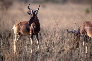 Swayne's hartebeest © tomjunek.com