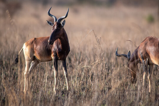 Swayne's hartebeest