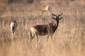 Swayne's hartebeest © tomjunek.com