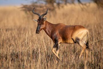 Obraz premium Swayne's hartebeest