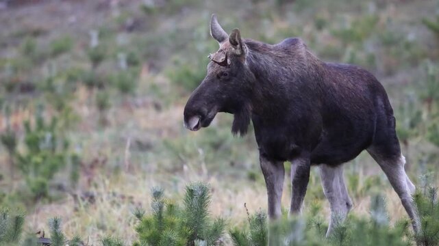 Mammals male young bull Elk Moose ( Alces alces ) North part of Poland, Europe young forest in winter time early morning	