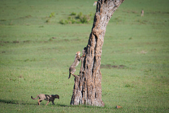 Junge Geparden klettern auf einen Baumstumpf in der afrikanischen Steppe