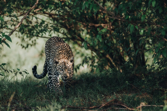 Leopard auf der Pirsch im Unterholz in der afrikanischen Steppe