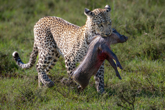 Leopard mit gefangenem jungen Warzenschwein in afrikanischer Savanne