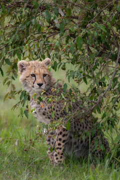 Junger Gepard in Geb&uuml;sch der afrikanischen Steppe
