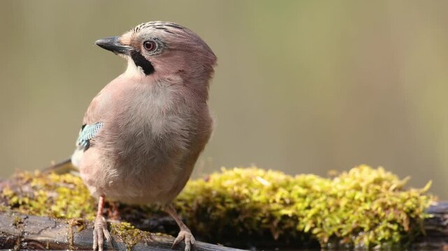 Bird - Eurasian Jay Garullus glandarius, bird bathes in a forest pool and drinking water summer time Poland Europe
