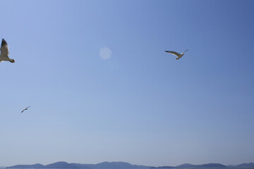 Fototapeta premium Blue sky and flying seagulls