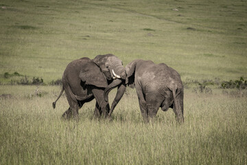 Kämpfende Elefantenbullen in der ostafrikanischen Steppe © Kaesler Media