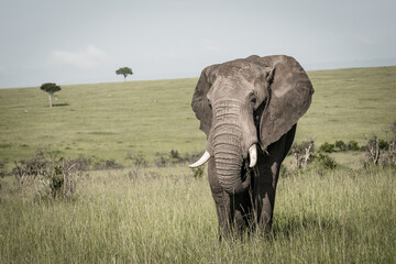 Obraz premium Afrikanischer Elefant (Loxodonta africana) auf Wanderung, Masai Mara National Reserve