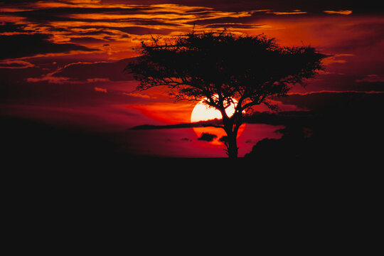 Akazienbaum Silhouette in der ostafrikanischen Steppe bei Sonnenuntergang