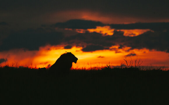 L&ouml;wen Silhouette vor Sonnenuntergang in afrikanische Steppe