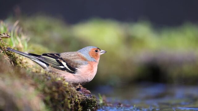 Bird male chaffinch Fringilla coelebs perching on forest puddle, bird drinking water spring time Poland Europe