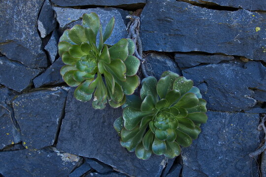 Aeonium arboreum on Tenerife, Canary, Canary Islands, Spain, Europe
