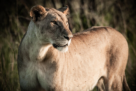 Ausgewachsene L&ouml;win in der afrikanischen Steppe