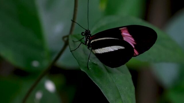 Heliconius erato butterfly known as the Postman perched on leaf tropical macro insect wildlife close-up video