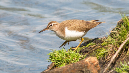black headed gull