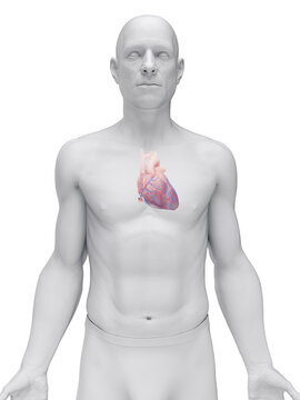 Illustrated 3D Model Showing The Heart Of A Male