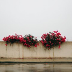 Lush Pink Flowers Blooming Along a Concrete Wall Under Cloudy Skies in a Serene Urban Environment