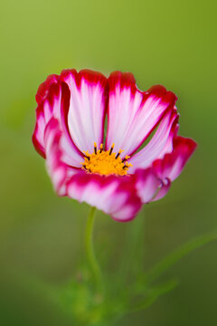 Bright pink single 'Cosmos' flowers, green background.