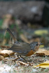 Fototapeta premium petirrojo europeo, european robin, erithacus rubecula, bird, pájaro 