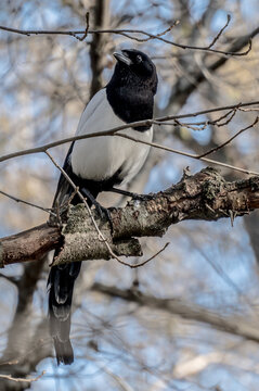 urraca en rama, magpie on a branch