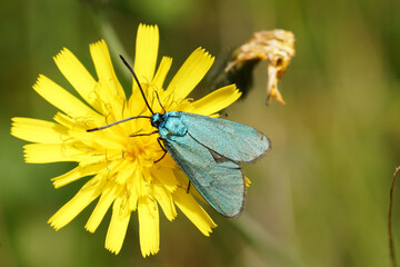 Vertical closeup on the bright green forester moth, Adscita statices on a bright yellow flower © Henk