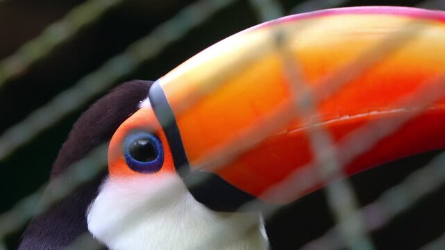 Close up shot of a caged toco toucan (Ramphastos toco) with a huge orange bill in the enclosure.