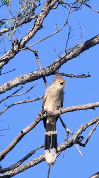 A guira cuckoo (Guira guira) chirps perched on a leafless branch. Vertical, for mobile.
