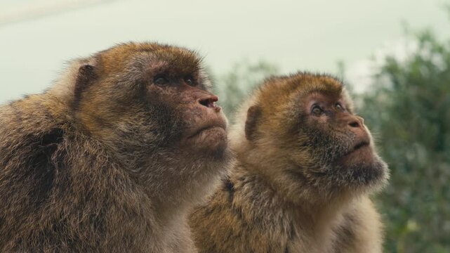 Two Barbary macaques in close-up appearing to call out together on the Rock of Gibraltar, captured with soft natural light and shallow depth of field.