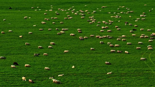 Aerial: green field full of white and black sheeps walking during the day, outdoor, pan drone shot