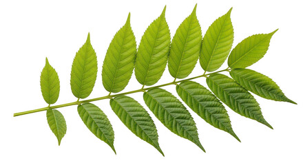 Obraz premium A detailed branch of green leaves showcasing natural textures on transparent background