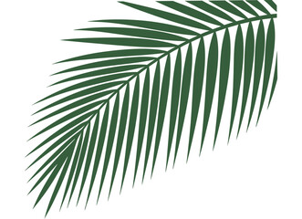 Obraz premium Tropical Green Palm Leaf Vector Illustration Isolated on Transparent Background