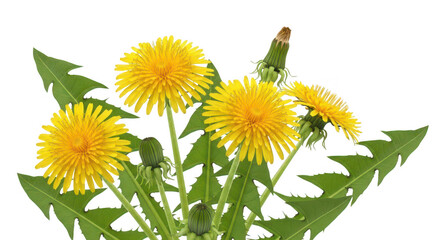 A vibrant collection of yellow dandelions with green leaves on transparent background © NARGIS